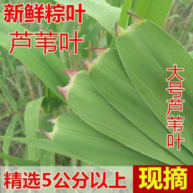 芦苇叶…湖南洞庭湖畔优质芦苇叶，当日现摘预冷发货