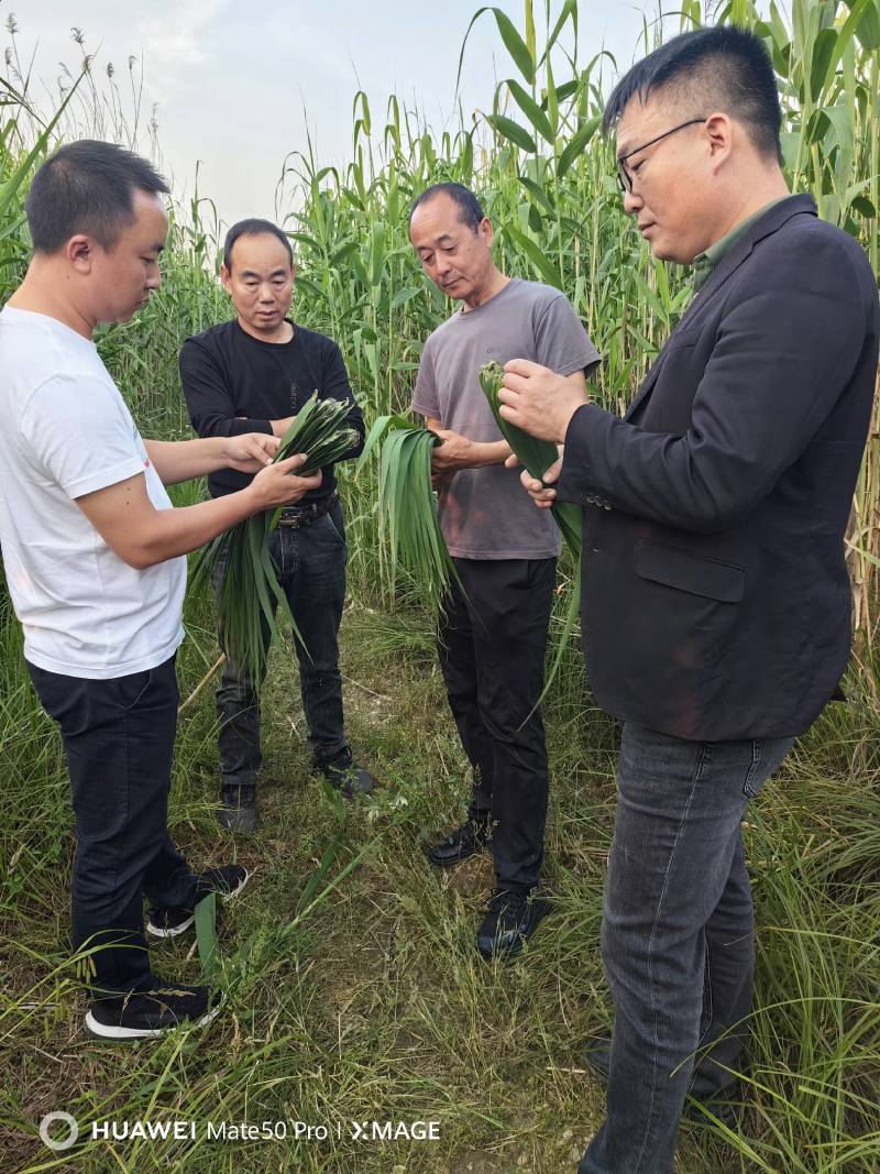 芦苇叶…湖南洞庭湖畔优质芦苇叶，当日现摘预冷发货