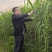芦苇叶…湖南洞庭湖畔优质芦苇叶,当日现摘预冷发货