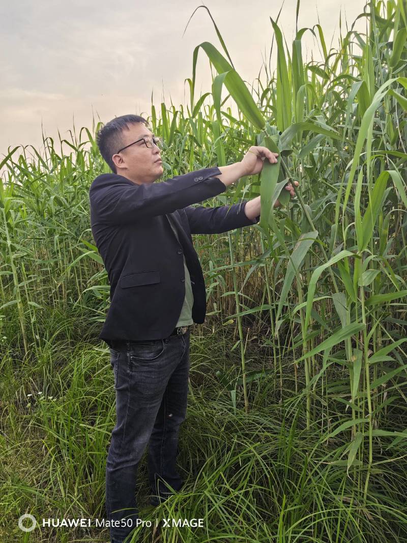 芦苇叶…湖南洞庭湖畔优质芦苇叶，当日现摘预冷发货