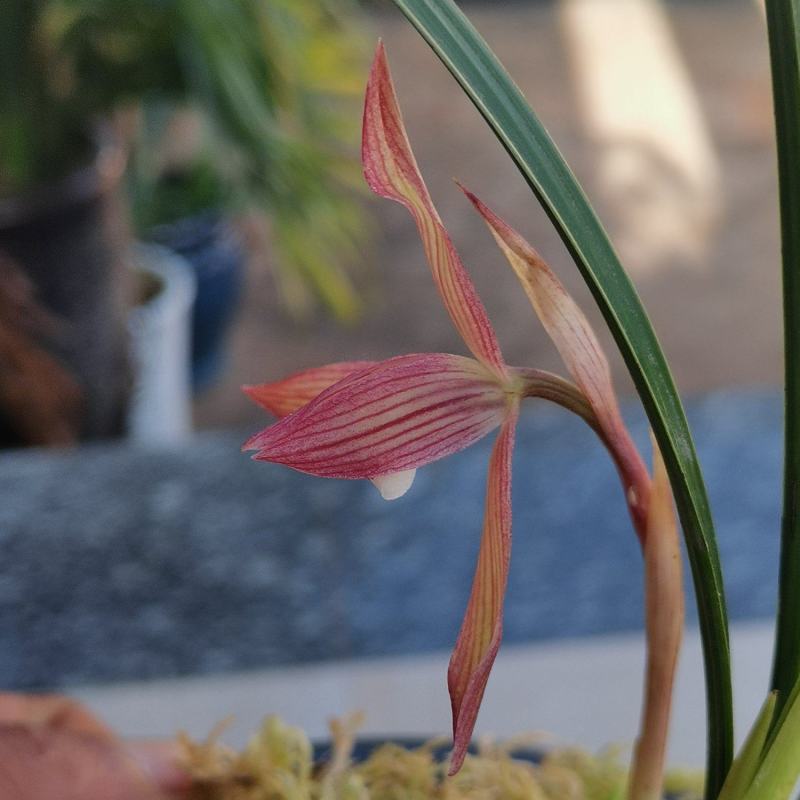 春兰