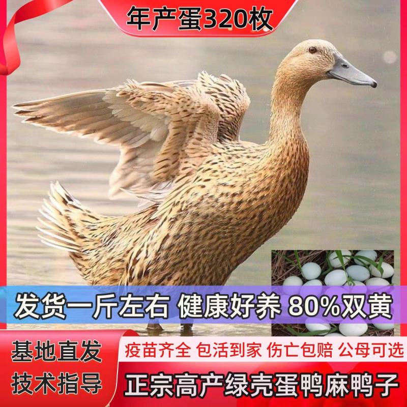 金锭鸭苗包防疫包成活率货到满意付款诚信至上孵化场