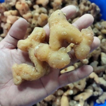 生黄精大个头全干，皮薄不厚售后无忧
