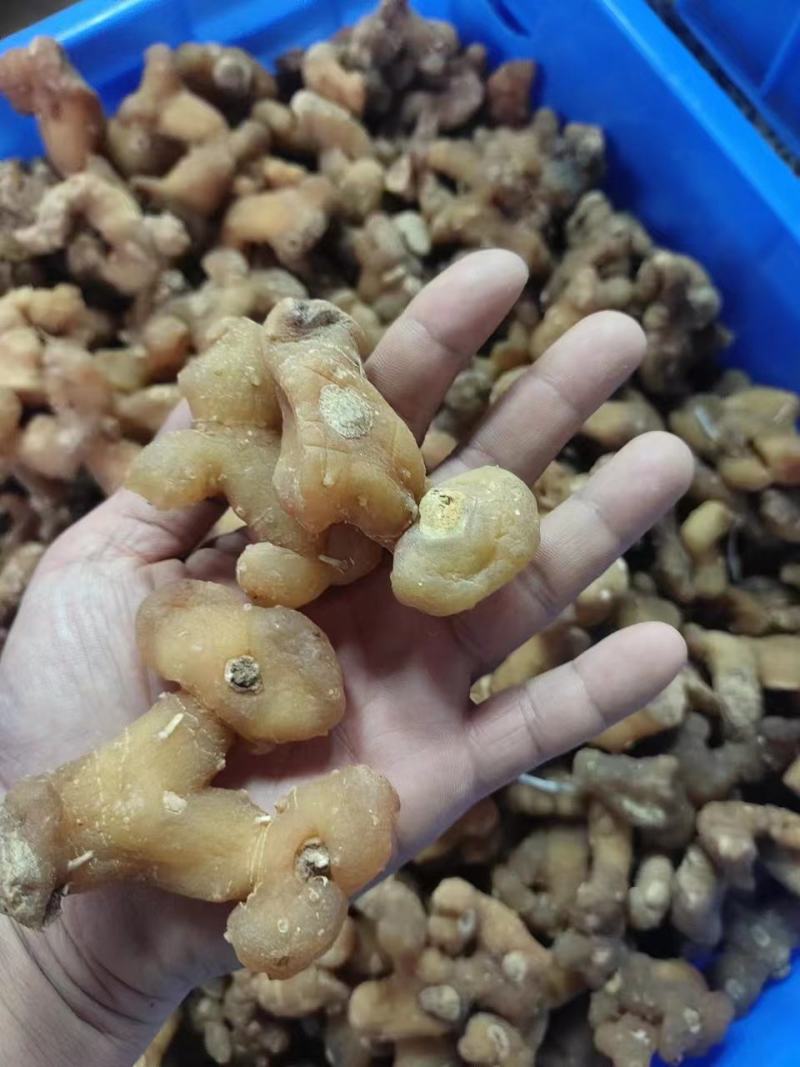 生黄精大个头全干，皮薄不厚售后无忧