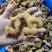生黄精大个头全干，皮薄不厚售后无忧