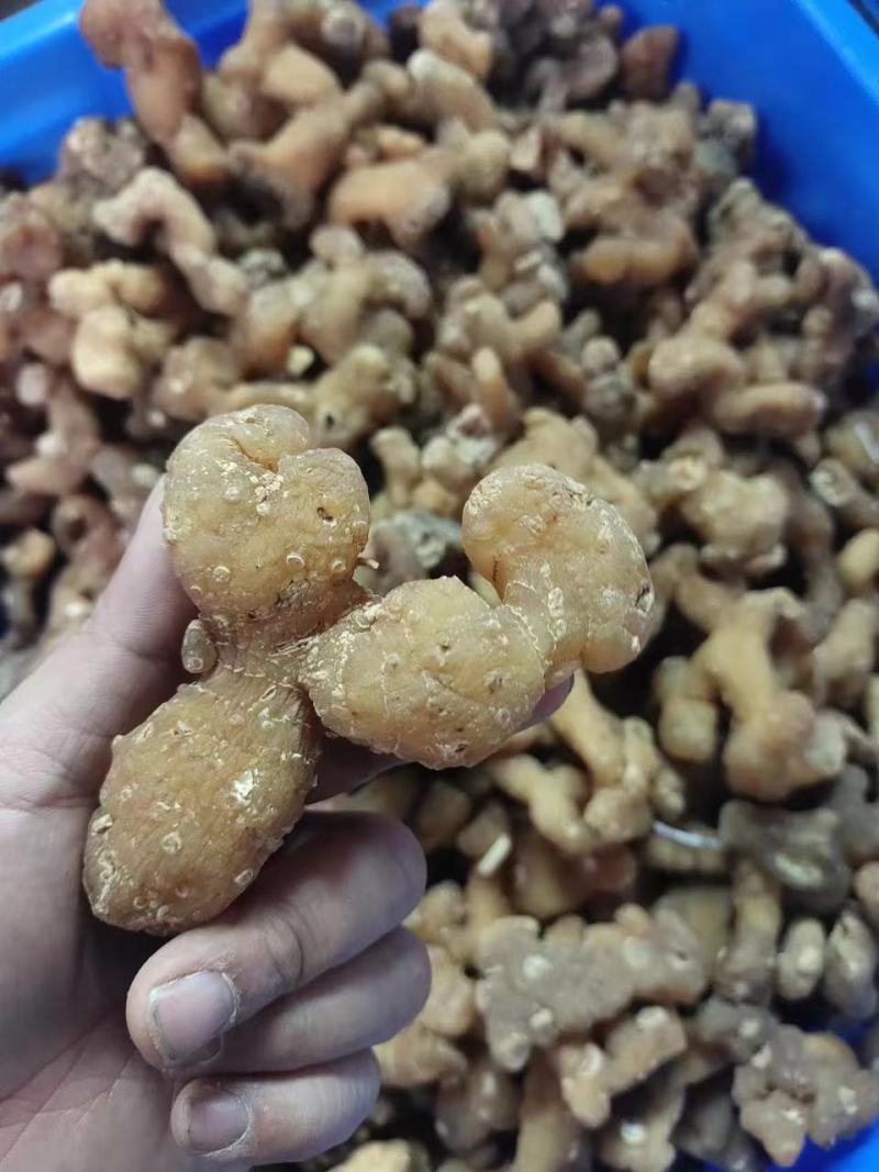 生黄精大个头全干，皮薄不厚售后无忧