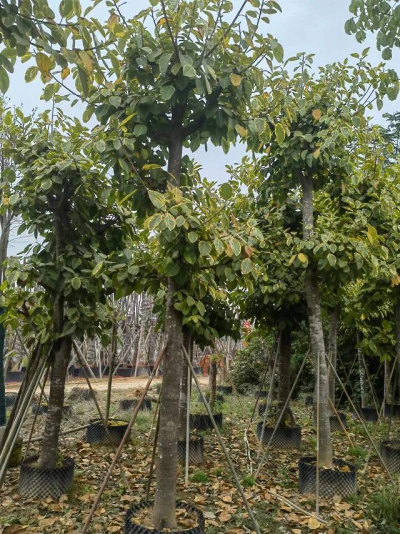 富贵榕5-10-15-18分大量自家袋苗特价出欢迎来电咨