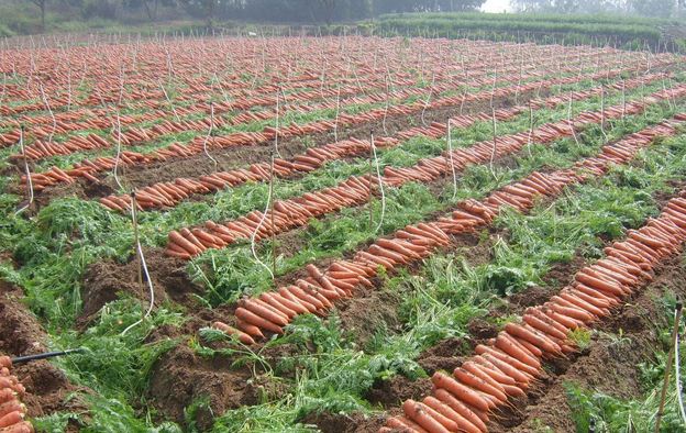 胡萝卜种植田实景图,展示整齐排列的胡萝卜田块 胡萝卜种植田实景图