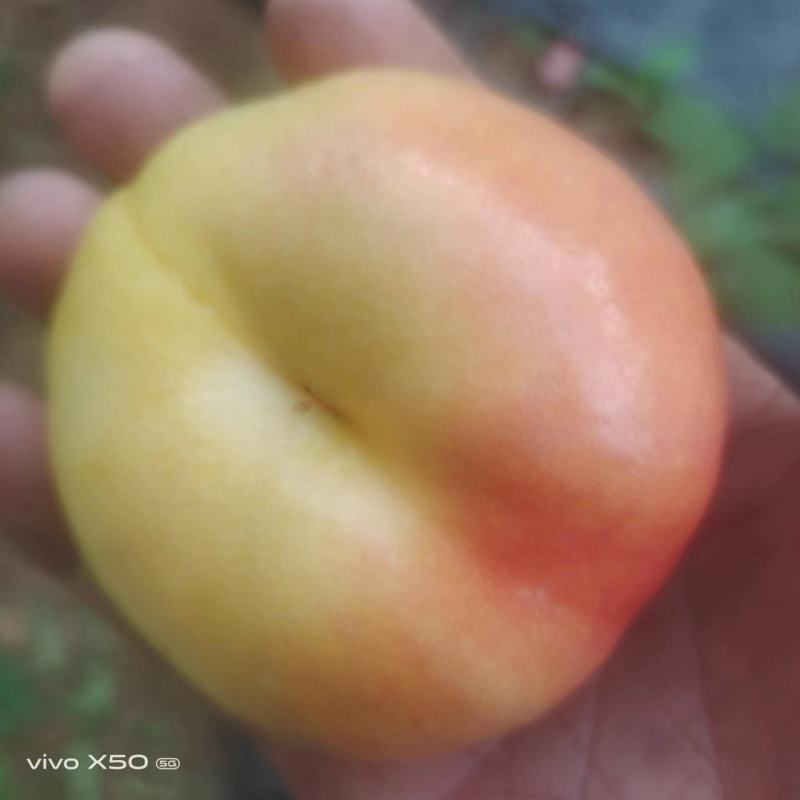 油蟠九