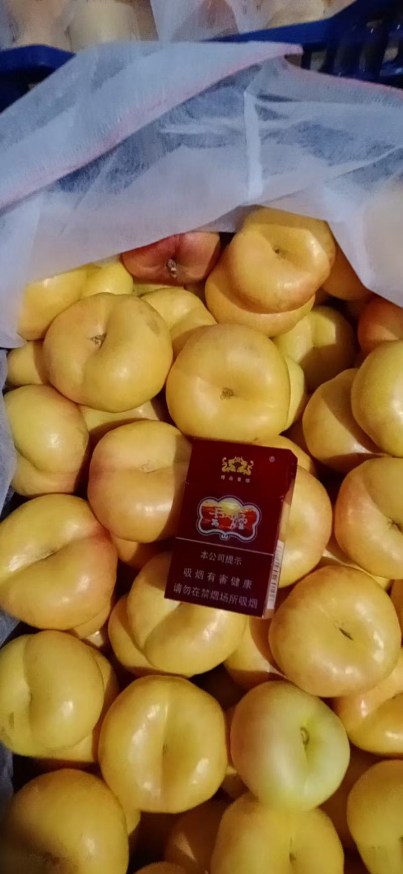 油蟠九