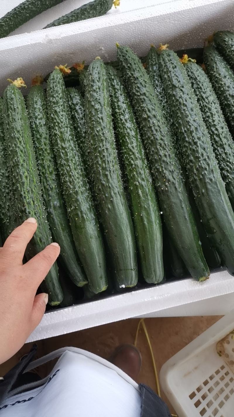 精品顶花带刺黄瓜