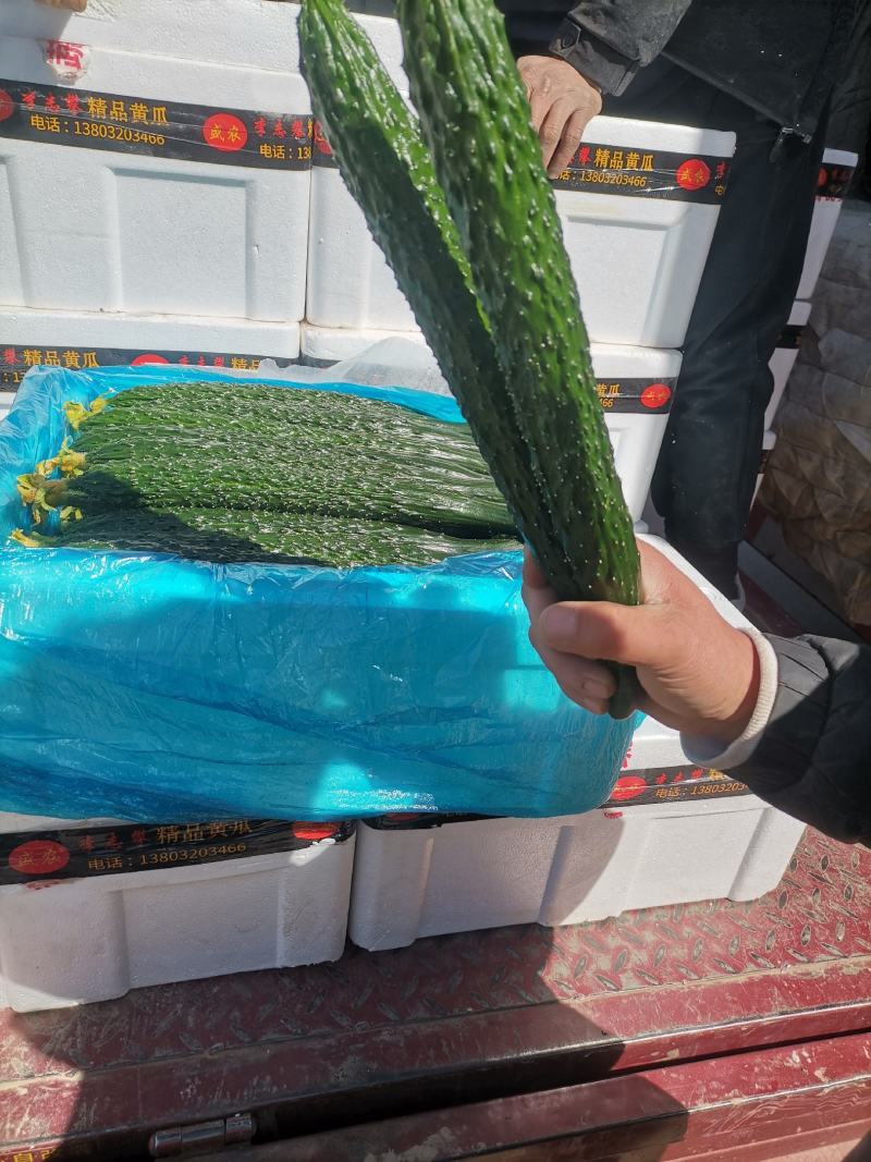 精品顶花带刺黄瓜