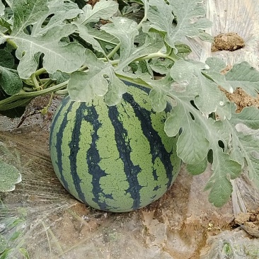 江苏盐城大棚无籽美都西瓜基地