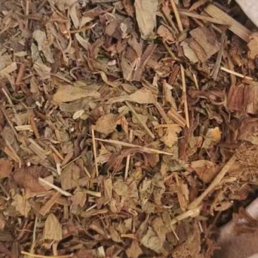 鱼腥草