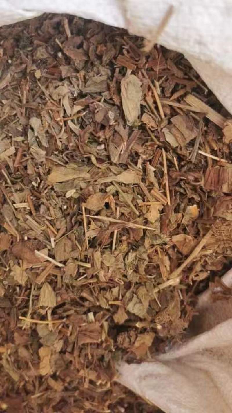鱼腥草