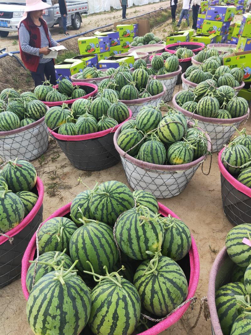 无籽美都西瓜，鲜甜可口，现采现摘，大量供应，