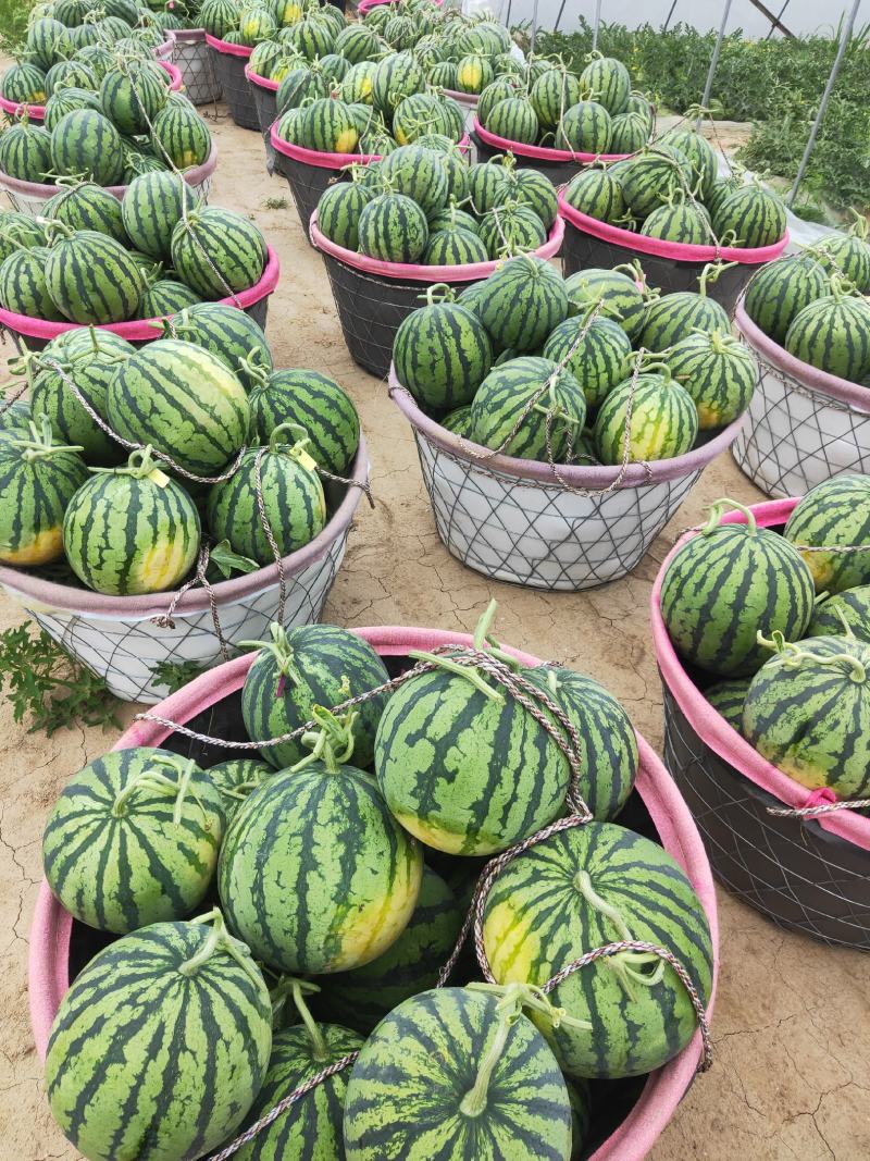 无籽美都西瓜，鲜甜可口，现采现摘，大量供应，