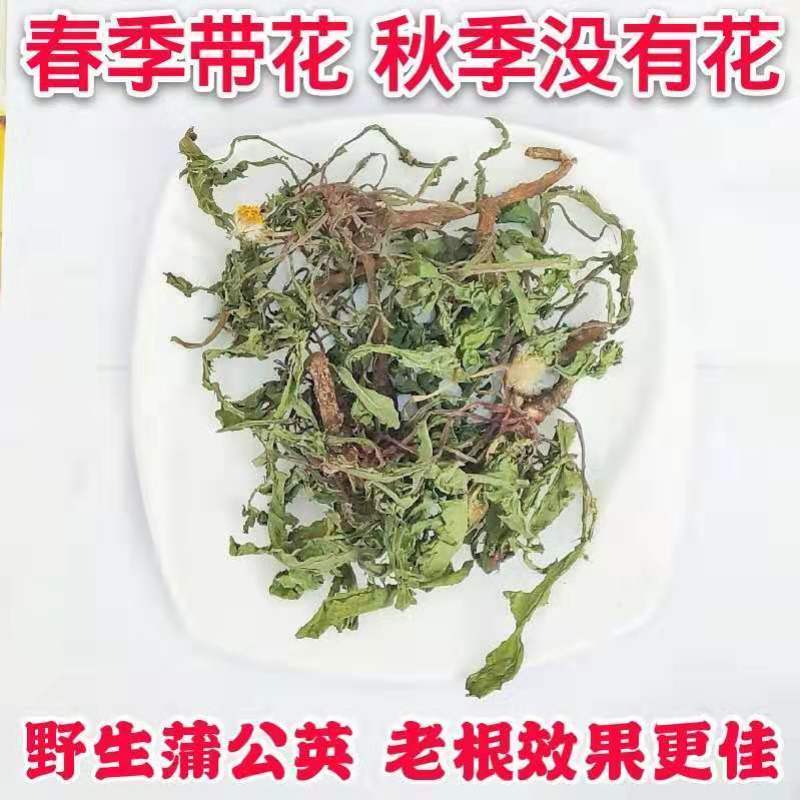长白山蒲公英茶纯干天然野生蒲公英蒲公英根茶散装婆婆丁50