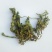 长白山蒲公英茶纯干天然野生蒲公英蒲公英根茶散装婆婆丁50