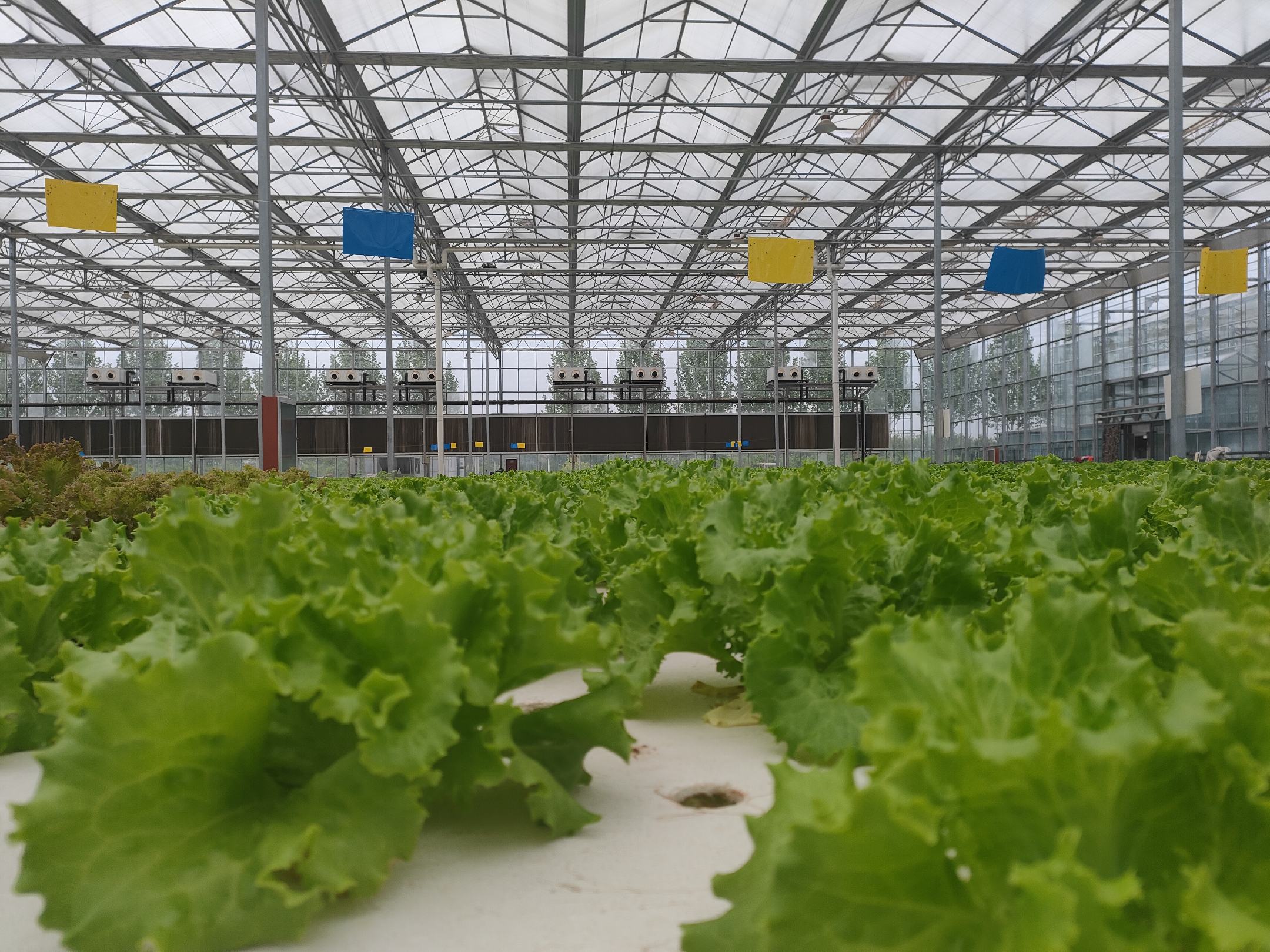 奶油生菜种植基地