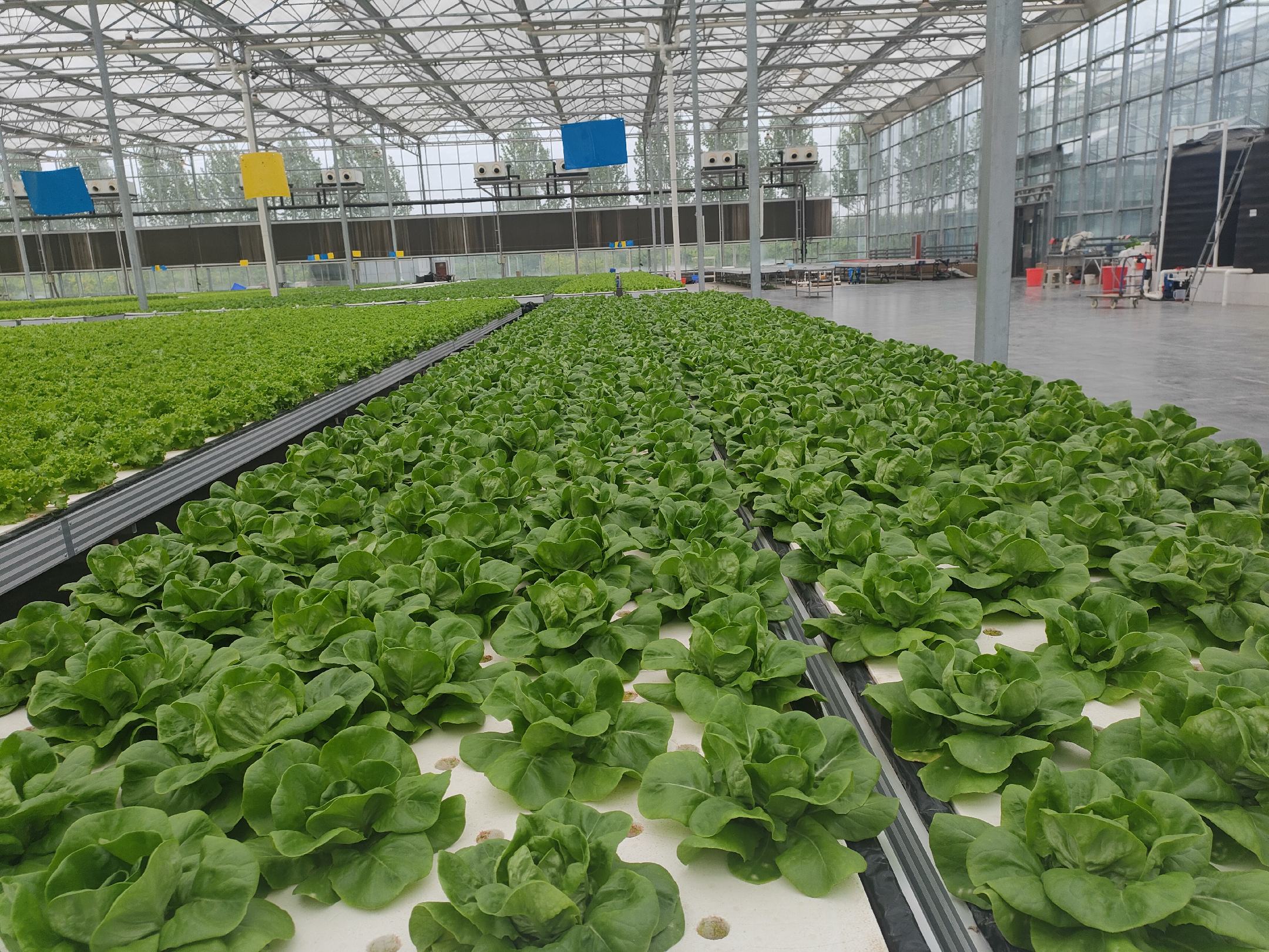 奶油生菜在温室大棚中健康生长的状态 奶油生菜田间生长图