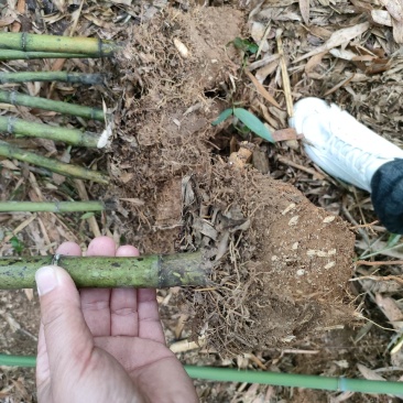 刚竹子是一种非常有特点的竹类植物，用于景观和园艺中