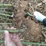 刚竹子是一种非常有特点的竹类植物，用于景观和园艺中