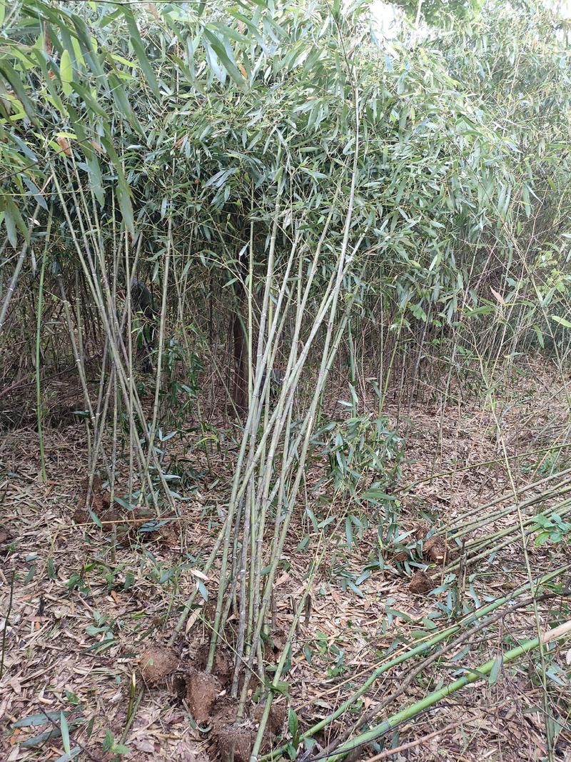 刚竹子是一种非常有特点的竹类植物，用于景观和园艺中