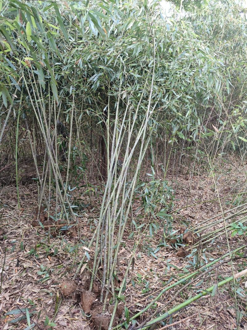 刚竹子是一种非常有特点的竹类植物，用于景观和园艺中