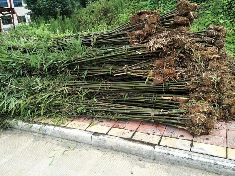 刚竹子是一种非常有特点的竹类植物，用于景观和园艺中