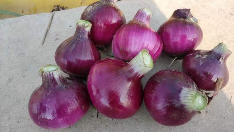 紫皮洋葱与白皮洋葱在厨房中的实际应用场景,如炒菜、沙拉、炖汤等 紫皮洋葱与白皮洋葱在厨房中的实际应用场景