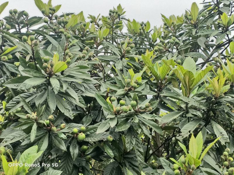 白沙枇杷中的白荔枝
