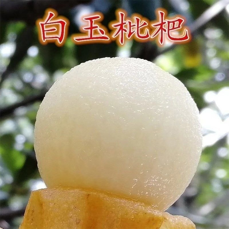 白沙枇杷中的白荔枝