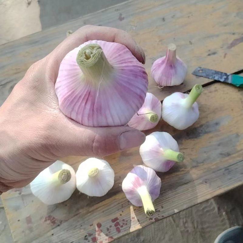 邳州外围大蒜，个大皮色好
