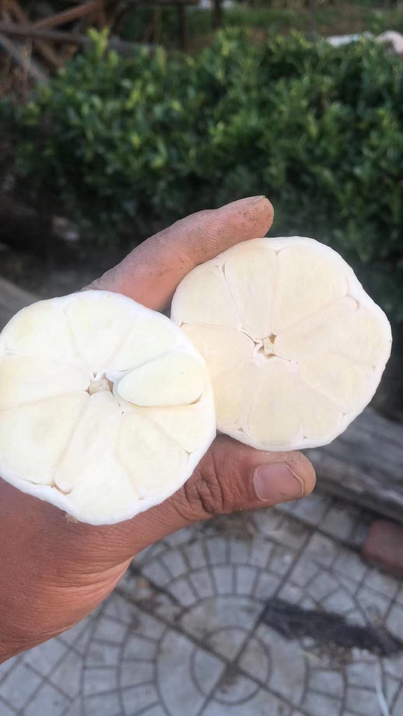 邳州外围大蒜，个大皮色好