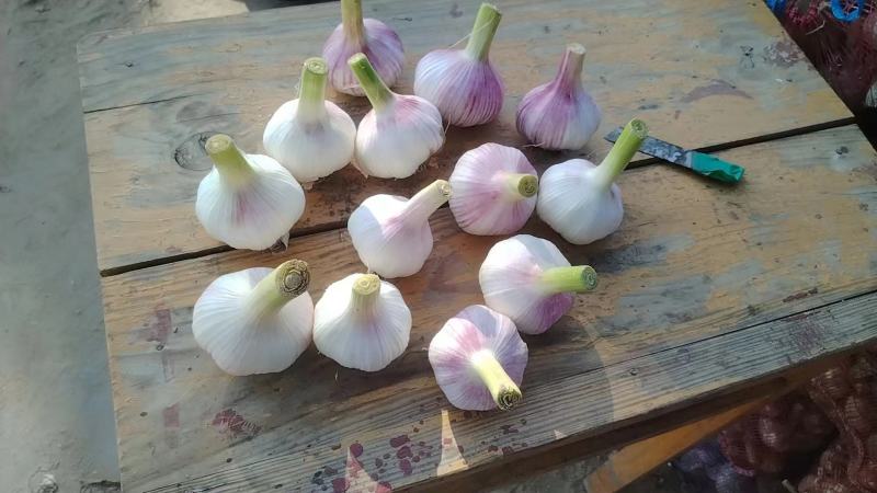 邳州外围大蒜，个大皮色好