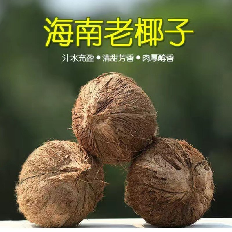 老椰子越南毛椰子-椰子鸡店清补凉，支持一件代发