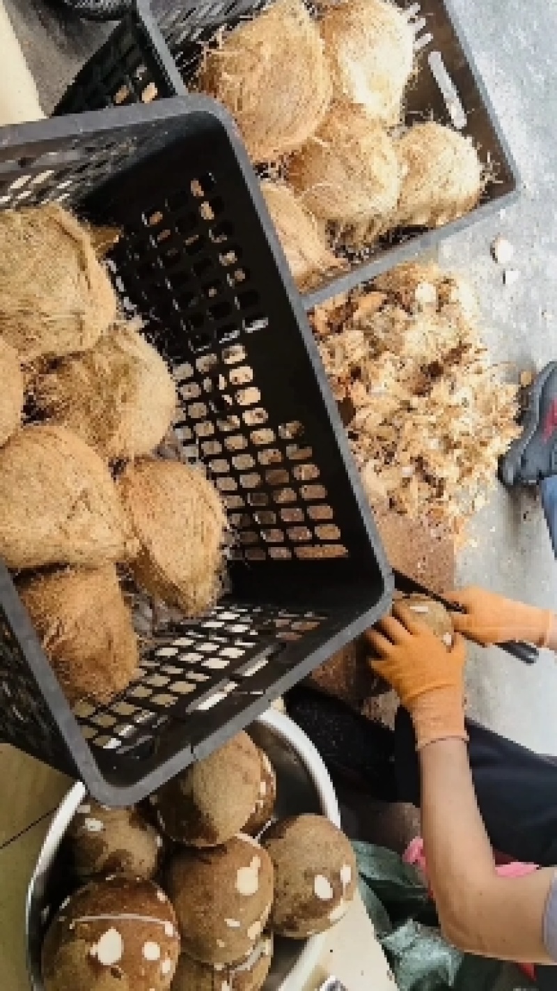 老椰子越南毛椰子-椰子鸡店清补凉，支持一件代发