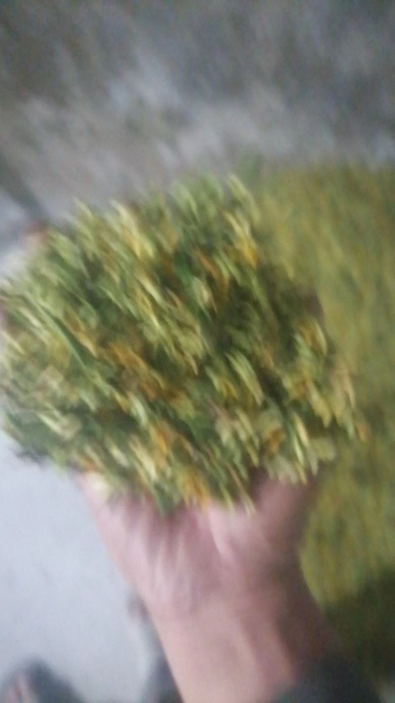 金银花，新货