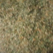 金银花，新货