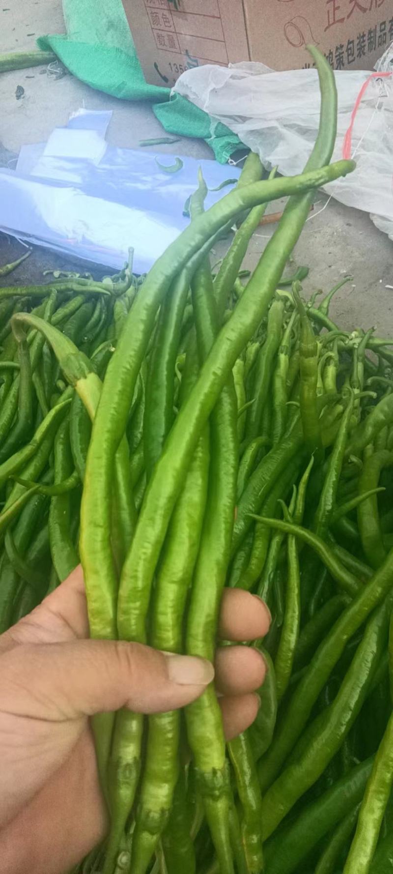 精品辣椒