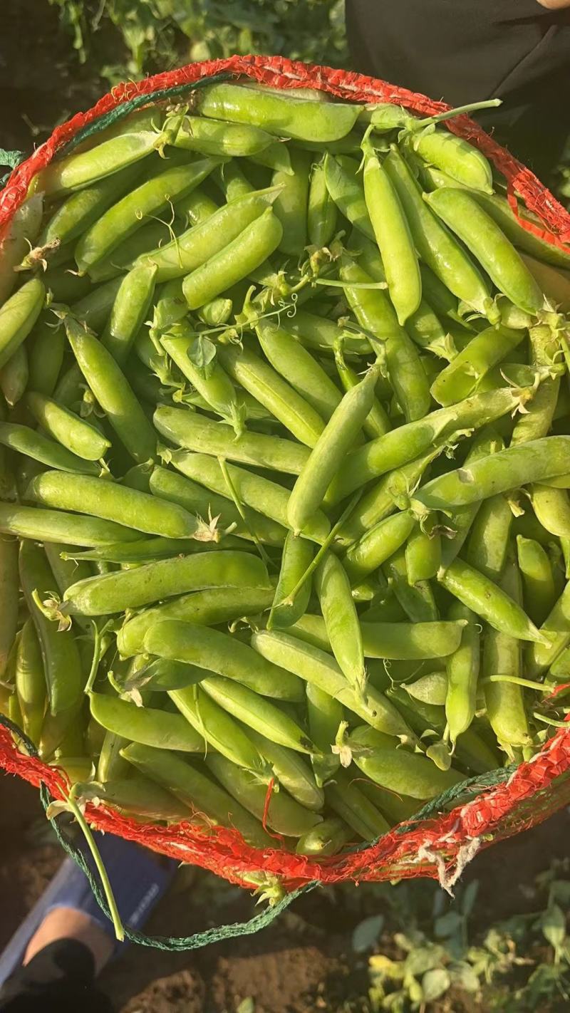 豌豆