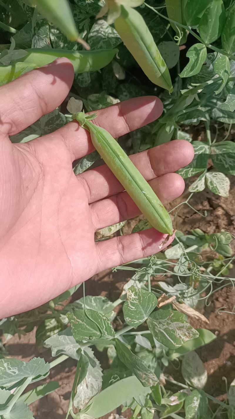 豌豆