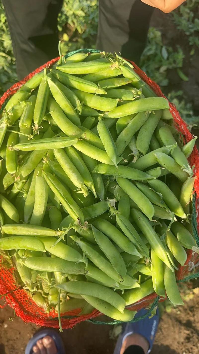 豌豆