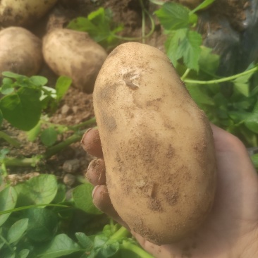 沃土黄心土豆，大棚货，质量好，无牙眼，皮光有亮度，皮光