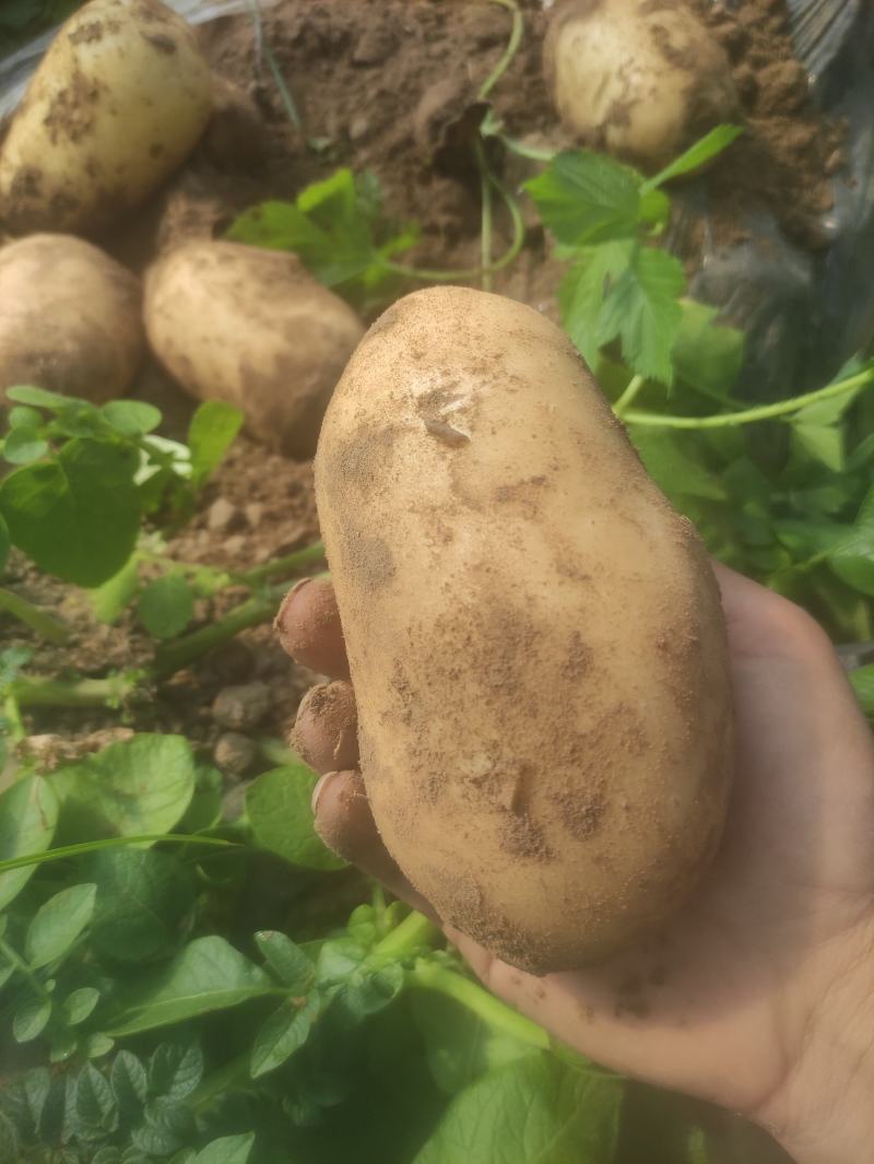 沃土黄心土豆，大棚货，质量好，无牙眼，皮光有亮度，皮光