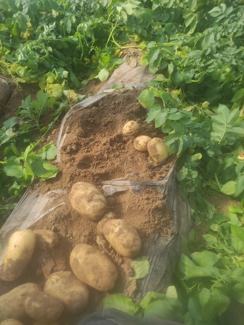 沃土黄心土豆，大棚货，质量好，无牙眼，皮光有亮度，皮光