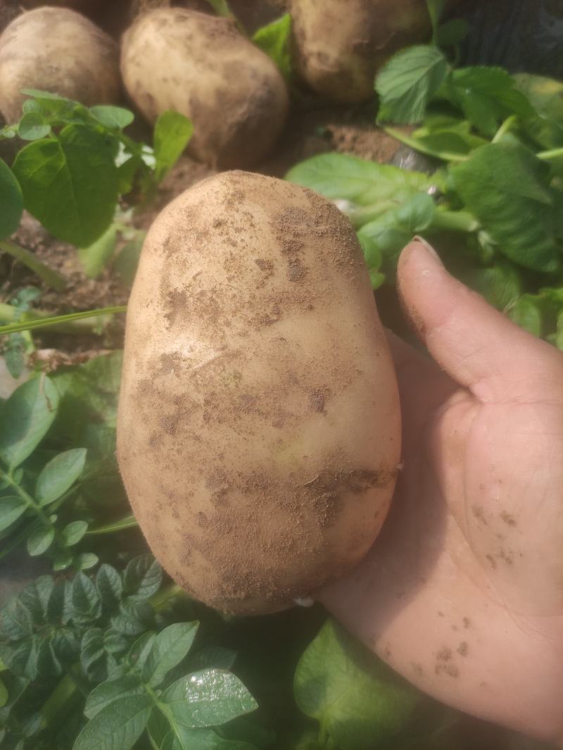 沃土黄心土豆，大棚货，质量好，无牙眼，皮光有亮度，皮光