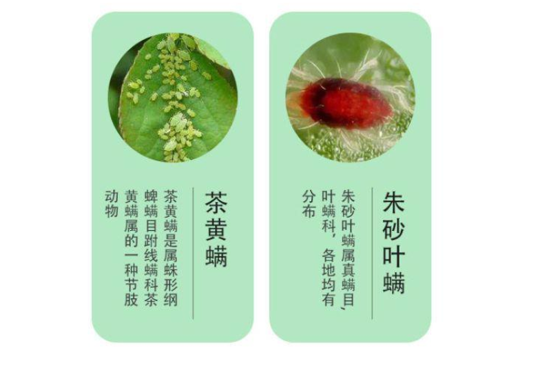 中化宝越螺螨酯乙唑螨腈红蜘蛛茶黄螨叶螨杀虫杀卵杀螨剂