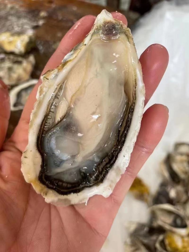 南澳蚝广东潮州蚝全壳半壳